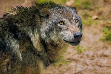 Majestic gray wolf stands atop a grassy hill overlooking a bush-lined landscape