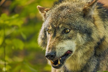 Majestic gray wolf stands atop a grassy hill overlooking a bush-lined landscape