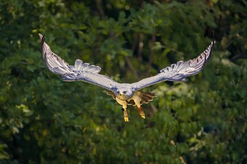 Eagle flying through a dense woodland of trees and foliage