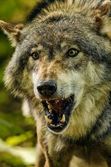 Majestic gray wolf stands atop a grassy hill overlooking a bush-lined landscape