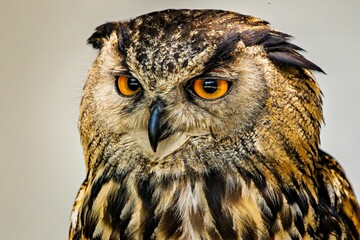 Closeup portrait of an owl