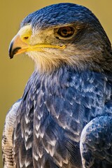 Closeup portrait of a hawk