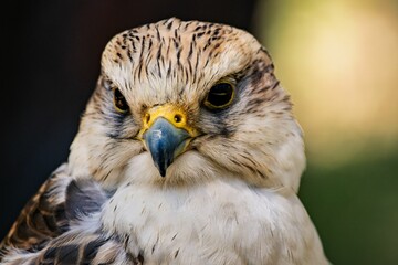 Closeup portrait of a hawk