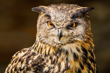 Portrait of a Eurasian eagle-owl looking at the camera. Bubo bubo.
