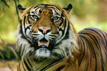 Fototapeta premium a tiger is sitting in the grass with his mouth open