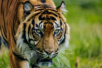 a tiger walks across the grass in a field area with trees and shrubs - Powered by Adobe