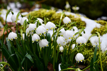 Obraz premium Märzenbecher