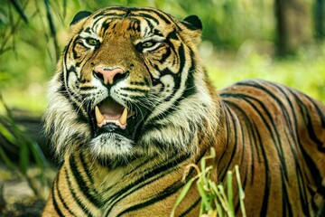 Majestic tiger in a grassy field surrounded by trees and shrubs
