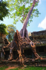 Fierce embrace: Monstrous ficus tree roots fiercely wrap around the time-honored Khmer Empire ruins in Cambodia during autumn.
