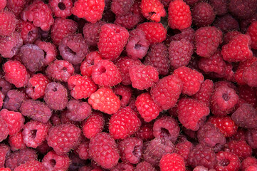 a lot of pink raspberries close up. red ripe berries on the table. raspberry cultivation concept	