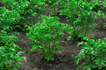 bushes of planted potatoes in the ground. green plants on dark soil. potato growing concept. Young vegetables grow on the soil. Healthy new potatoes in an organic garden.