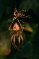 Araña anaranjada colgando del hilo con muda, fondo desenfocado color verde oscuro  © Eduardo