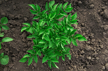 bushes of planted potatoes in the ground. green plants on dark soil. potato growing concept. Young vegetables grow on the soil. Healthy new potatoes in an organic garden.