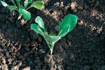 young green cabbage in the garden. green vegetable in the garden.cabbage cultivation concept	