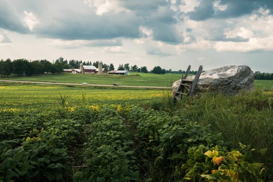 Lush green field in farmlands in Cookstown, Ontario, Canada