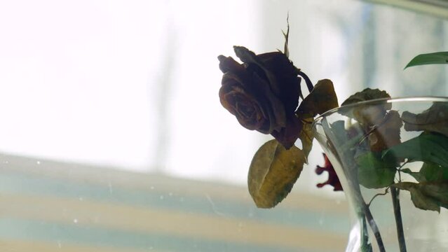 A Rose Darkens in the basement window