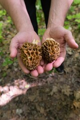 Looking down on hands holding foraged Morel Mushrooms