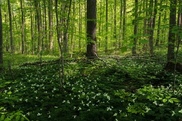 Fototapeta na wymiar Stunning landscape of wild Trilliums blooming in Grant Woods Conservation.