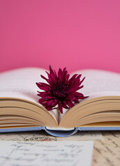 Purple gerbera flower laying on opened book on a pink background, romantic book scene