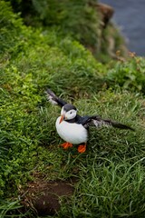 Beautiful wild puffin on green grass in the Icelandic village Borgarfjordur eystri