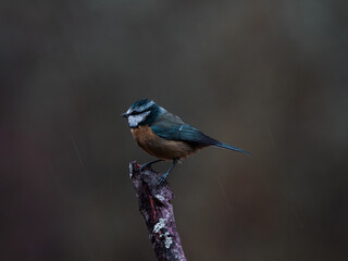 Pájaro carbonero azulado y amarillento descansando sobre punta de un tronco, estilo contrastante