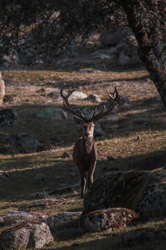 Gran macho de ciervo con gran cornamenta en prado bajo la sombra de un &aacute;rbol, mirando a la c&aacute;mara, estilo contrastante