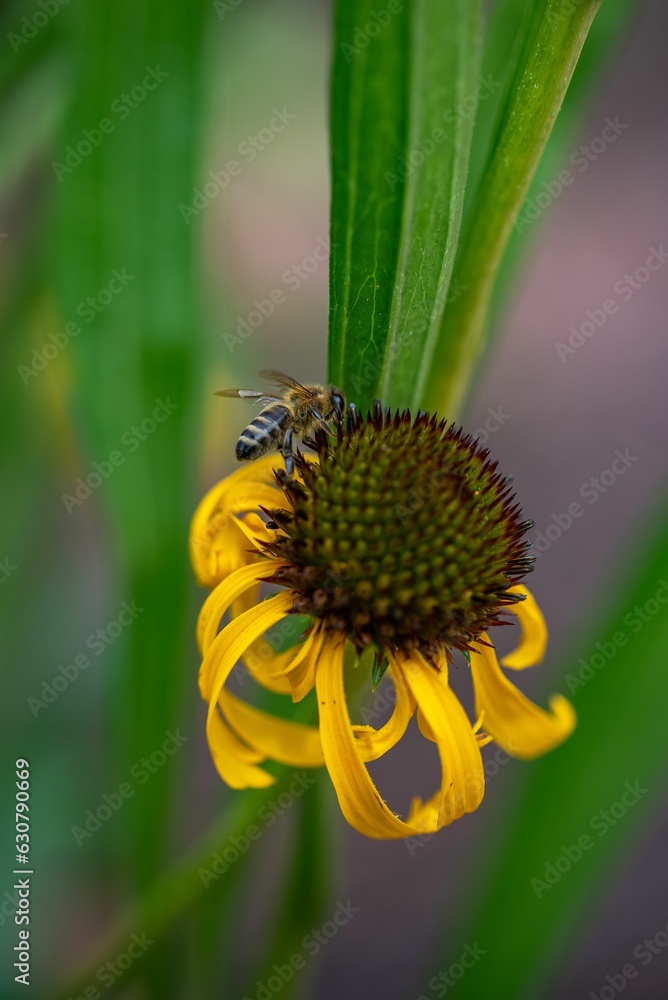 Wall mural Bee perching on Echinacea purpurea