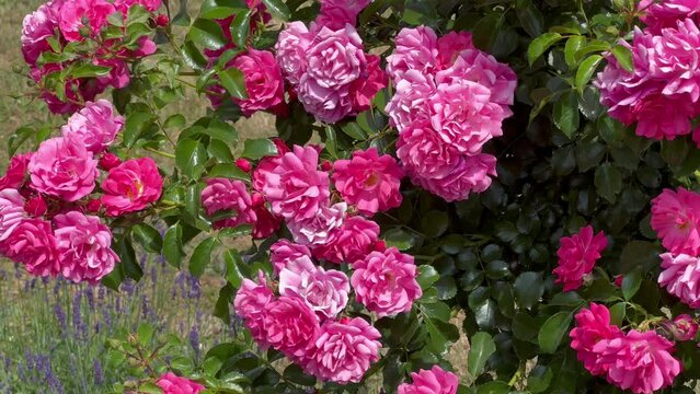 View of pink climbing rose flowers in the field on a sunny day