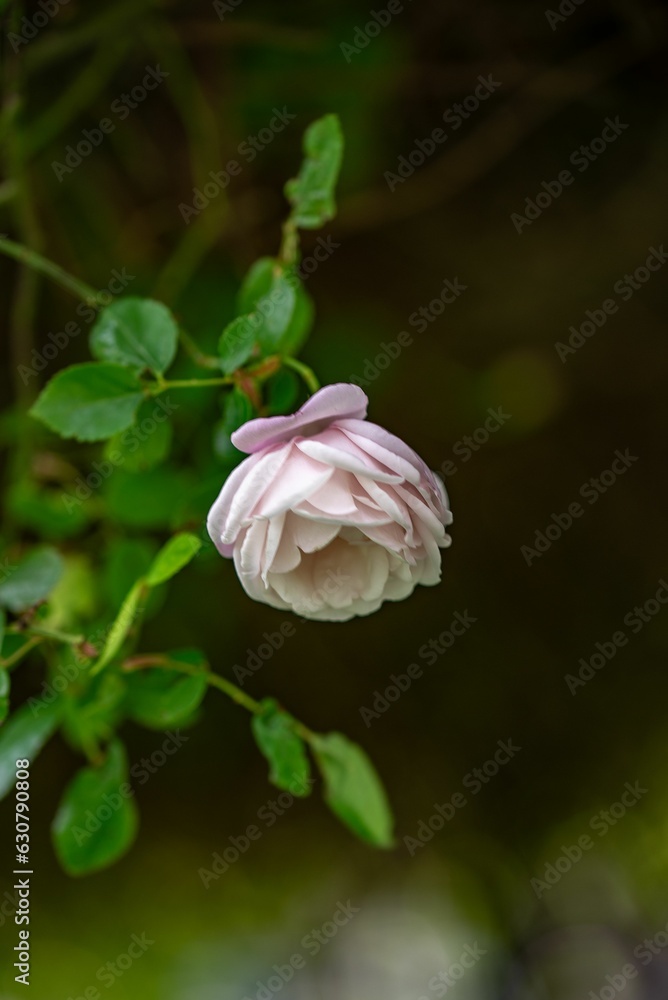 Sticker closeup of blooming rose