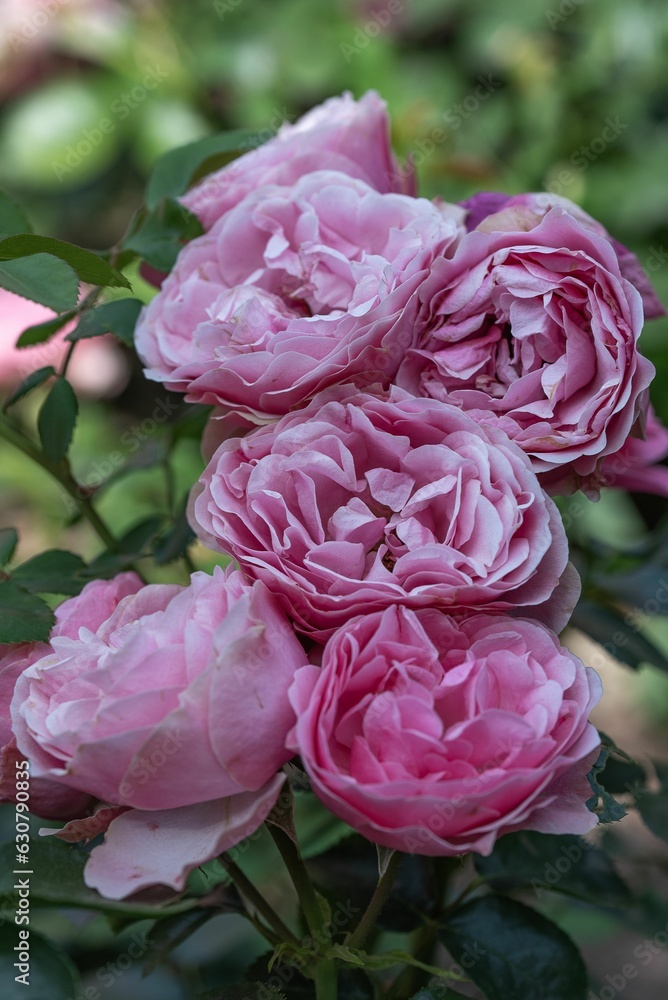 Canvas Prints Closeup of blooming roses