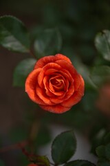 Closeup of blooming rose
