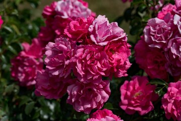 Closeup of blooming roses