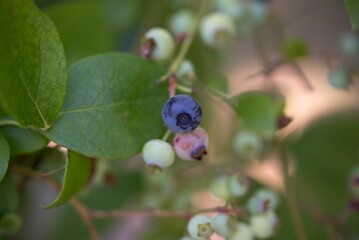 Closeup shot of blueberries growing on the branches of a tree.