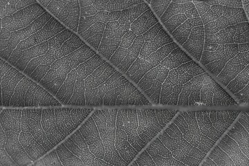 Close-up shot of a Black and white photograph of a delicate leaf from a tree