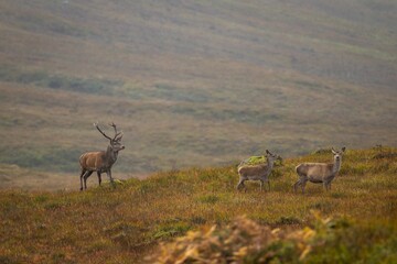 Fototapeta premium Herd of red deer are seen in a field during a rut, with trees and a hill in the background