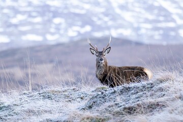 Majestic Red Deer Stag stands tall with an impressive set of antlers, illuminated by the winter
