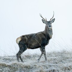 Majestic red deer stag standing atop a hilly meadow blanketed with a fresh layer of snow