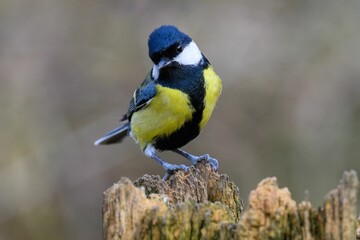 Closeup shot of a Great tit bird standing atop a wooden log, surrounded by the lush greenery