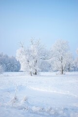 Fototapeta na wymiar Picturesque winter scene with a grove of deciduous trees