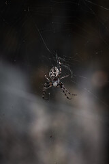 Araña tigre colgada en tela de araña con fondo desenfocado, estilo contrastante, Sierra de Gredos, Ávila, España