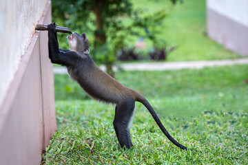 monkey drinking water from a tap