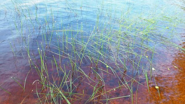 Marsh bog Eleocharis palustris is a species of herbaceous plants of the genus Bolotnitsa Eleocharis of the sedge family Cyperaceae. Lososinnoye lake, Karelia. Bogging of a reservoir