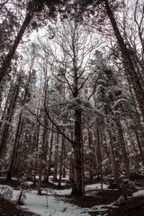 Fototapeta na wymiar Bosque invernal nevado de alta montaña con grandes árboles 