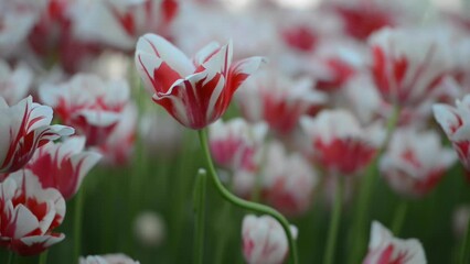 Closeup shot of the red and white tulip flowers in the garden on a sunny day
