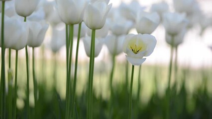 Closeup shot of the white tulip flowers in the garden on a sunny day