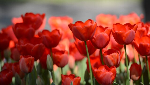 Closeup shot of the red tulip flowers in the garden on a sunny day