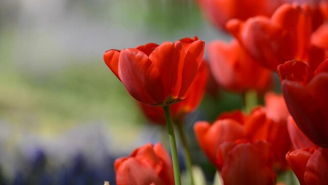 Closeup shot of the red tulip flowers in the garden on a sunny day