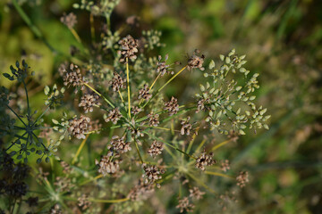Ripening fennel seeds in the garden.
