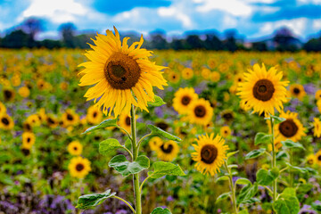 Fototapeta premium field of sunflowers