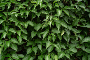 Green leaves background.Nature background
